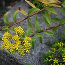 Phedimus selskianus (rozchodnik Sielskiego)