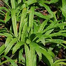 Carex plantaginea (turzyca babkowata)