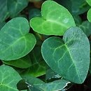 Hedera hibernica Ovata