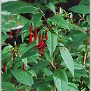 Fuchsia regia