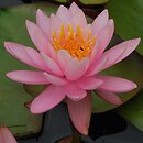 Nymphaea Pink Opal