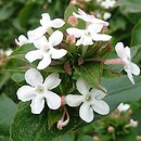 Abelia chinensis (abelia chińska)