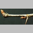 znalezisko 20050312.2.js - Ribes uva-crispa (porzeczka agrest); okolice Wlenia, Pogórze Kaczawskie
