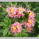 znalezisko 20210622.135.js - Rhododendron ×bakeri; Arboretum Wojsławice