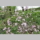 znalezisko 20170506.14.js - Rhododendron vaseyi (azalia Vasey'a); Arboretum Wojsławice