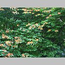 znalezisko 20120518.26.js - Rhododendron gandavense (azalia gandawska); Arboretum Wojsławice
