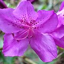 Rhododendron Enzett-KÃ¶nigstein