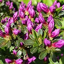 Rhododendron Enzett-Lilienstein