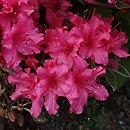 Rhododendron Farrow