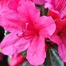 Rhododendron Hino Crimson