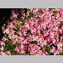 znalezisko 20120519.62.js - Rhododendron ‘Kermesina Rose’; Ogród Botaniczny we Wrocławiu