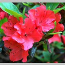 znalezisko 20120518.32.js - Rhododendron-Azalea ‘Geisha Orange’; Arboretum Wojsławice