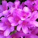 Rhododendron Sasava