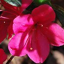Rhododendron Tornella