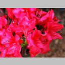 znalezisko 20120518.27.js - Rhododendron ‘Vuyk's Scarlet’; Arboretum Wojsławice