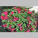 znalezisko 20170513.12.js - Rhododendron ‘Vuyk's Scarlet’; OB Uniw. Wrocławskiego