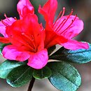 Rhododendron Katja