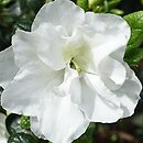 Rhododendron Schneeperle