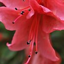 Rhododendron nakaharae (azalia nakaharae)