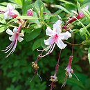 znalezisko 20210618.2.js - Rhododendron periclymenoides (azalia wiciokrzewowata); Arboretum Lądek Zdrój