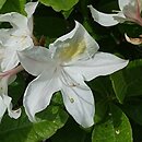 Rhododendron Bridesmaid