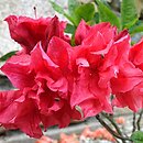 Rhododendron Fabiola