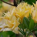 Rhododendron Freya