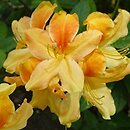 Rhododendron Goldflamme