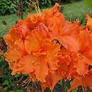 Rhododendron Orangeade