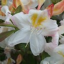 Rhododendron Silver Slipper