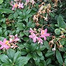 znalezisko 20190628.1.js - Rhododendron ×bakeri; Arboretum Wojsławice