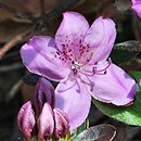 Rhododendron Ledikanense