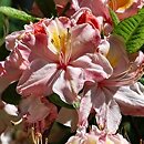 Rhododendron Cecile