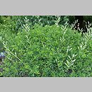 znalezisko 20190628.45.js - Baptisia australis (baptysja błękitna); Arboretum Wojsławice