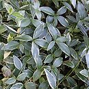 Vinca minor Blue Sapphire