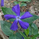 Vinca minor Blue Waves