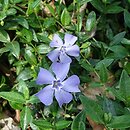 Vinca minor Marie