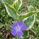 Vinca major Highland Variegata