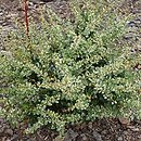 Berberis thunbergii Adam