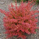 Berberis thunbergii Desperados