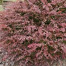 Berberis thunbergii Golden Sand