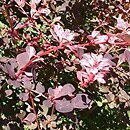 Berberis thunbergii Harlequin