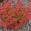 Berberis thunbergii Marylka