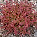 Berberis thunbergii Roztocze