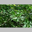 znalezisko 20120608.18.js - Berberis amurensis (berberys amurski); Arboretum Przelewice