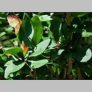 znalezisko 20120519.74.js - Berberis concinna (berberys wyszukany); Ogród Botaniczny we Wrocławiu