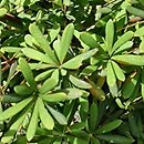 Berberis parvifolia (berberys drobnolistny)