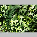 znalezisko 20120519.70.js - Hedera sinensis (bluszcz chiński); Ogród Botaniczny we Wrocławiu
