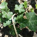 Hedera hibernica (bluszcz irlandzki)