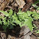 Hedera helix Silver Butterflies